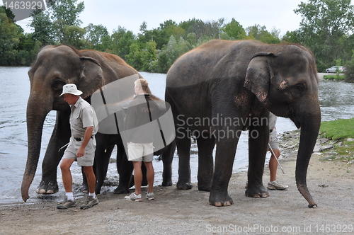 Image of Elephants