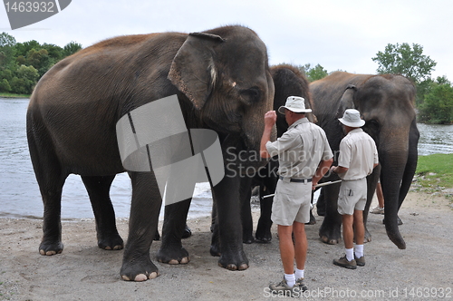 Image of Elephants