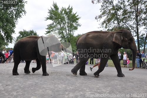 Image of Elephants