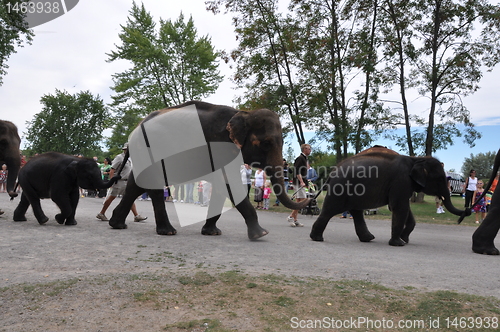 Image of Elephants