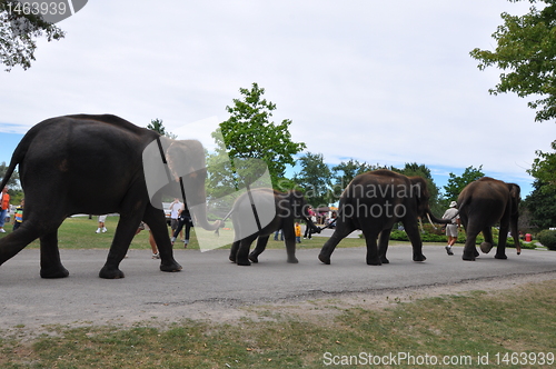 Image of Elephants