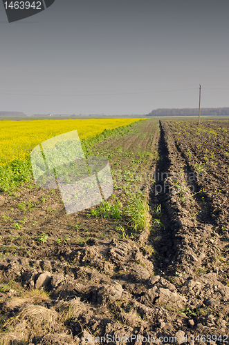 Image of Agricultural rapeseed. Plowed and planted field.