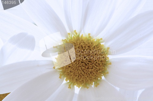 Image of sun flower
