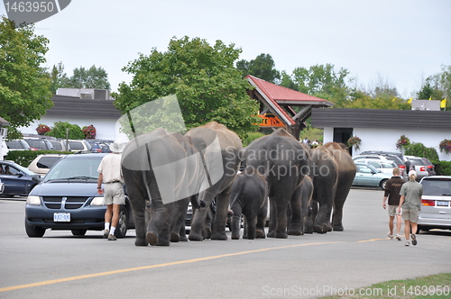 Image of Elephants