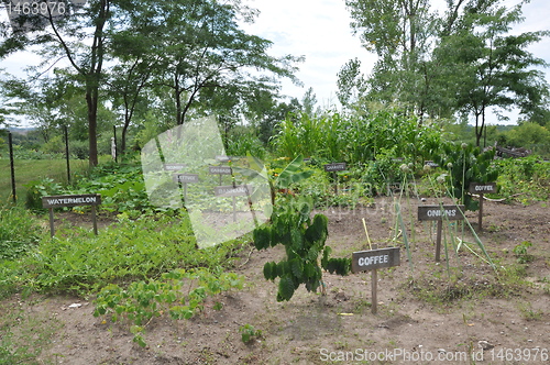 Image of Plantations