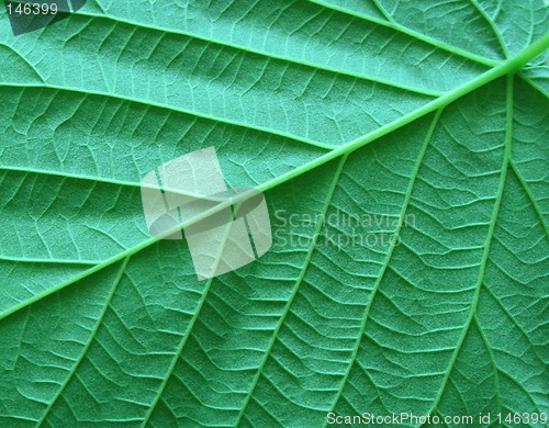 Image of green leaf