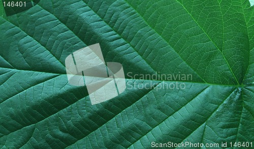 Image of leaf in green