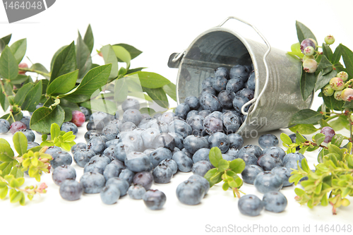 Image of Blueberries