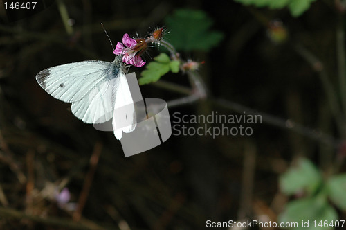 Image of Butterfly