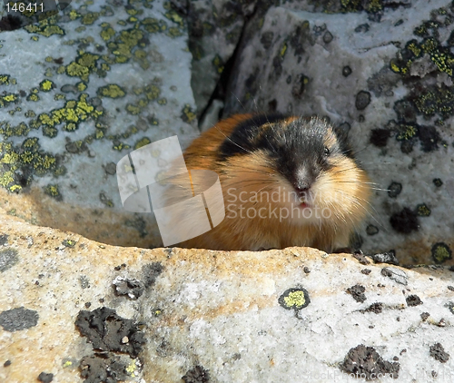 Image of Norwegian Lemming