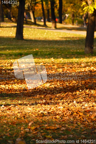 Image of Autumn park