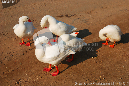 Image of flock of domestic geese 