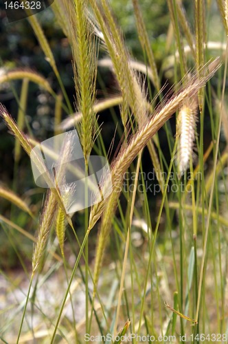 Image of wheat