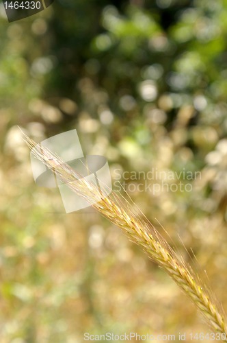 Image of wheat