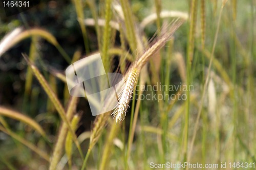 Image of wheat