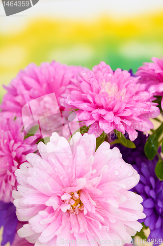 Image of Dahlia Flowers