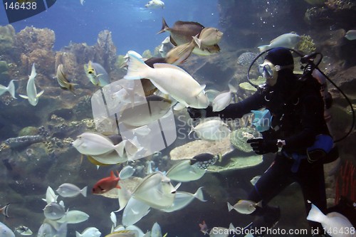 Image of Diver