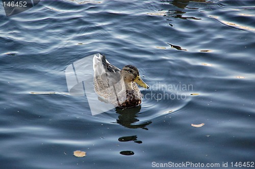 Image of Duck.