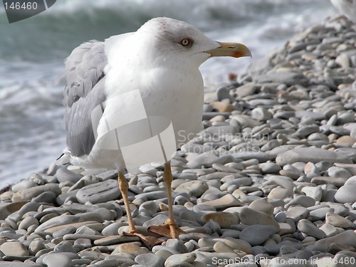 Image of The seagull