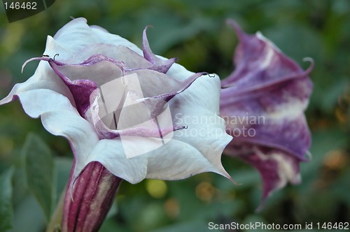 Image of Flower and an ant