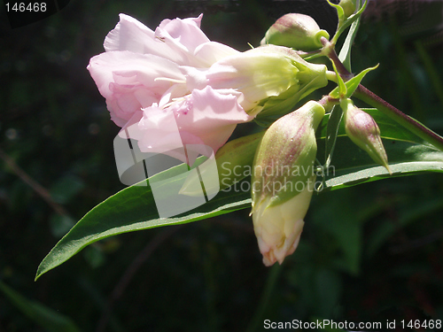Image of Flower