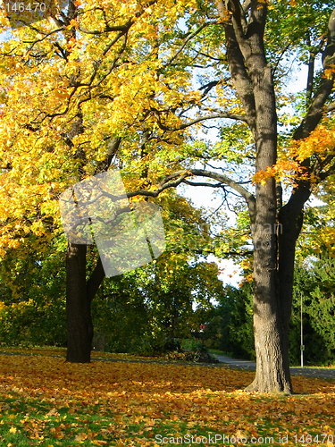 Image of Autum