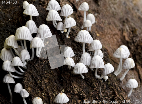 Image of Tiny, White Mushrooms