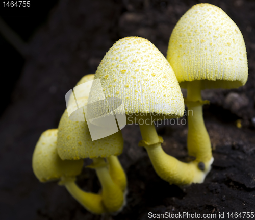 Image of Yellow Mushrooms