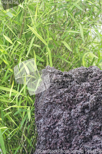 Image of Grass and Rock