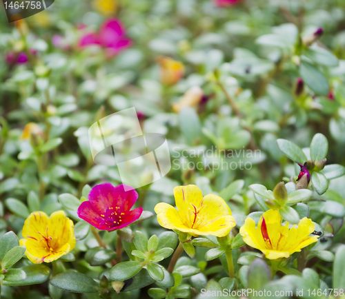 Image of Flowers
