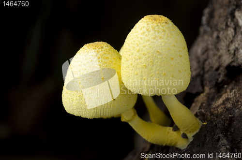Image of Yellow Mushroom