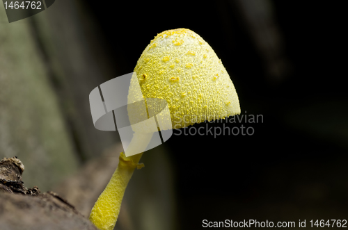 Image of Yellow Mushroom