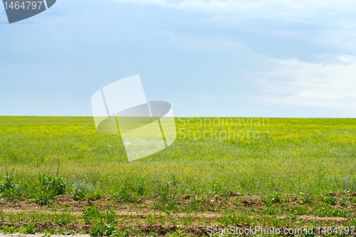 Image of green meadow 
