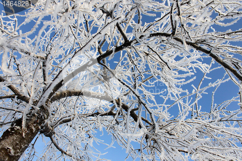 Image of tree at winter