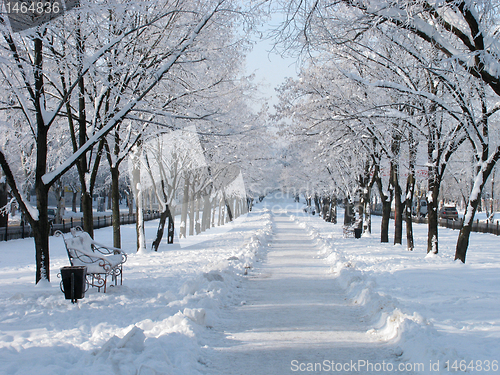 Image of avenue at winter 