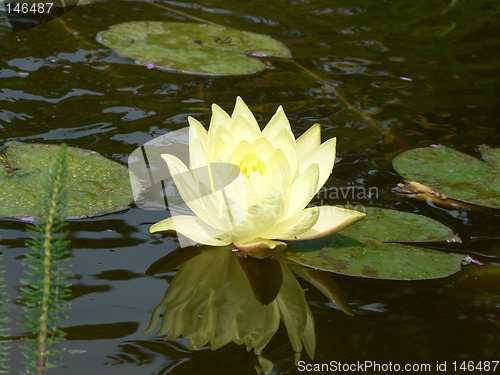 Image of Yellow pond flower