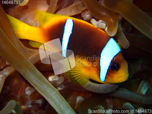 Image of Red Sea Anemonefish