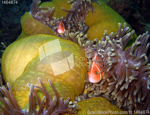 Image of Pink Anemonefish