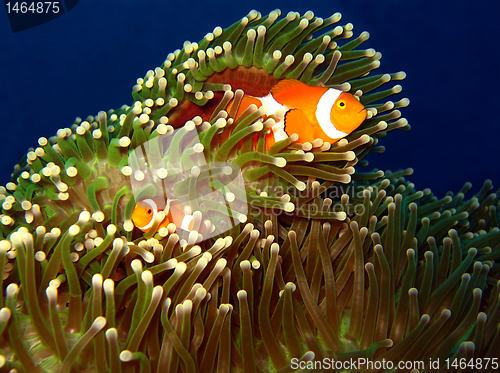 Image of Western Clown-anemonefish