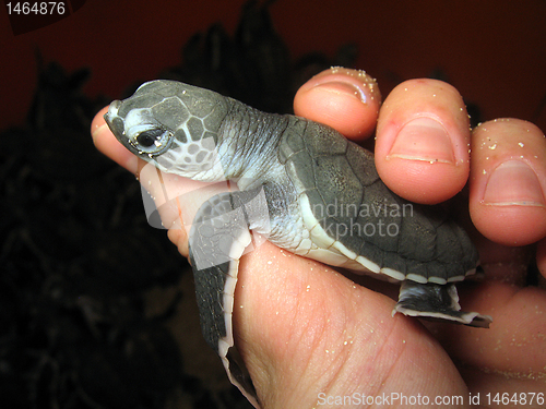 Image of New Born Sea Turtle