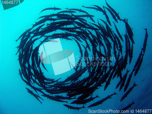 Image of Barracuda Tornado