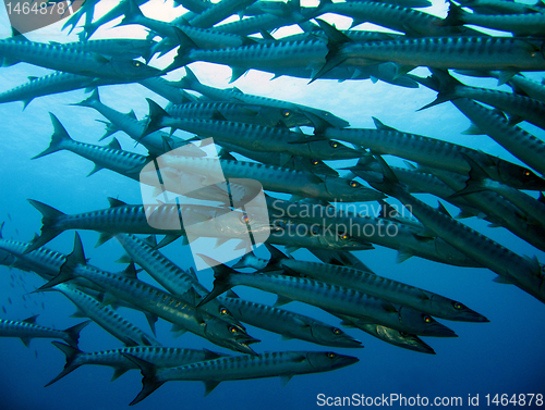 Image of Sawtooth Barracudas
