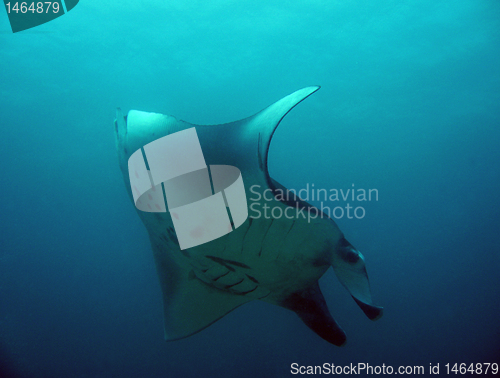 Image of Manta Ray