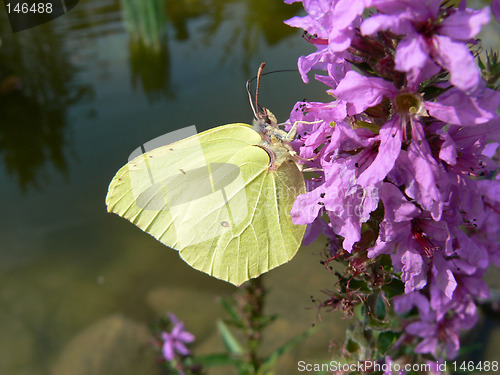 Image of Yellow butterfly