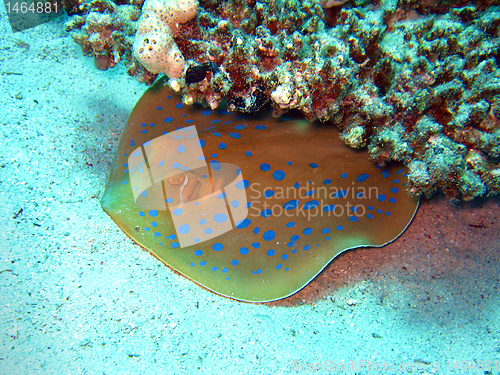 Image of Blue-spotted Stingray