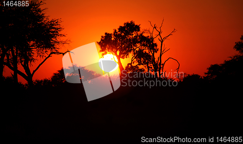 Image of Bush Daybreak