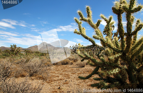 Image of Cactus