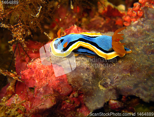 Image of Chromodoris Annae