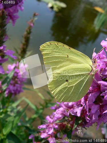 Image of Yellow butterfly