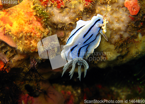 Image of Chromodoris Willani